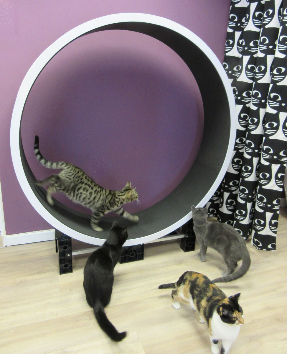 Ferris Katteløpehjul L