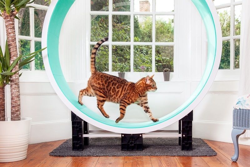 Ferris Katteløpehjul L