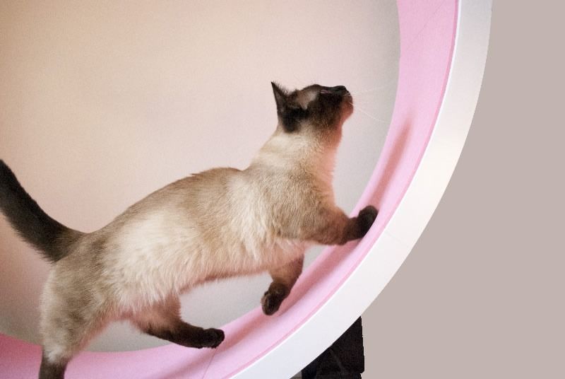 Ferris Katteløpehjul L